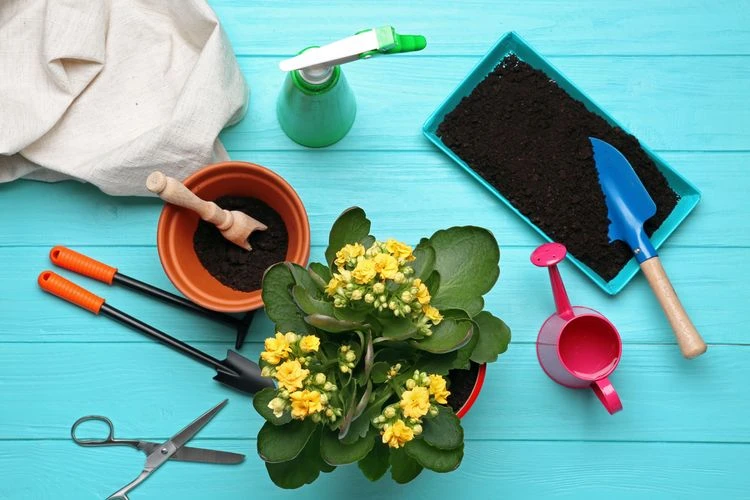 Kalanchoe s nástroji pro stříhání