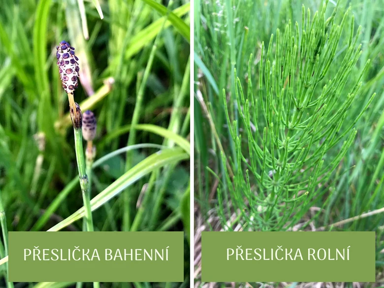 Přeslička bahenní a přeslička rolní v přírodě