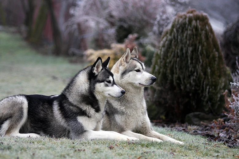 Dva aljašští husky leží na mrazivé trávě.