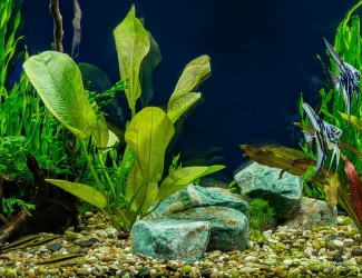 Akvarium s rybami Ramirez a rostlinami pro chov