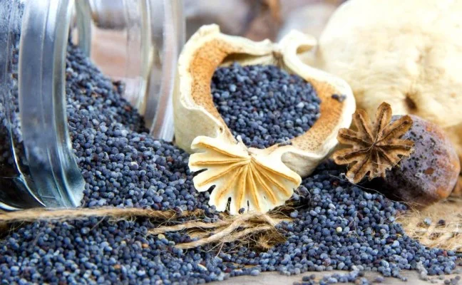 Poppy seeds and pods na textilním podkladu