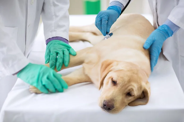 Veterináři vyšetřují psa s kožním výrůstkem