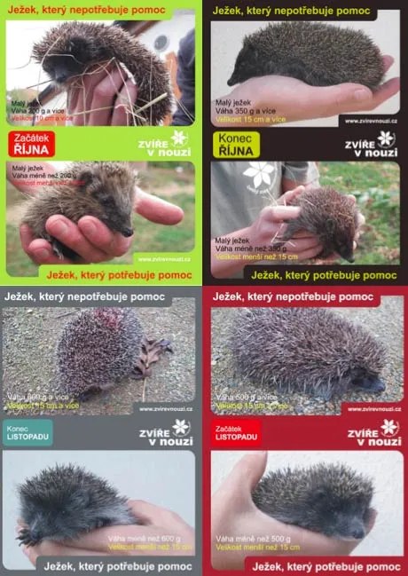 Hedgehog weight and size guide for help