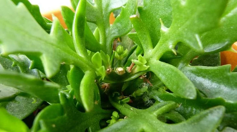 Kalanchoe s novými pupeny připravenými na stříhání