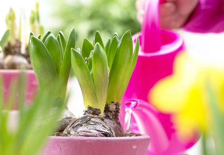 Rostoucí cibule vodní hyacinty v růžových hrncích s ručním zaléváním.