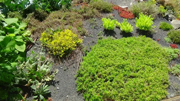 Rostliny sedum v zahradě s štěrkom jako mulč