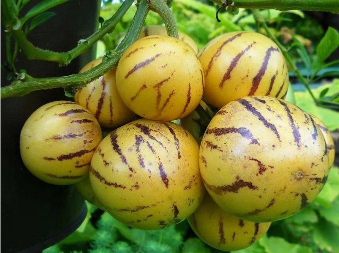 Žluté pruhované ovoce pepino rostoucí na keři.