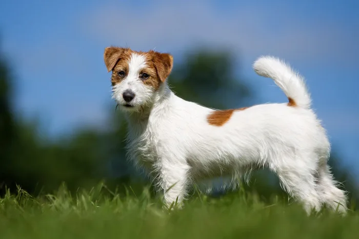 Jack Russell Terrier stojí na trávě v slunci