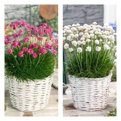 Trávnička přímořská v bílém košíku s květy růžové a bílé.