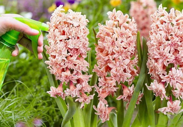 Ruka zavlažuje růžové květy vodní hyacinty v zahradě.