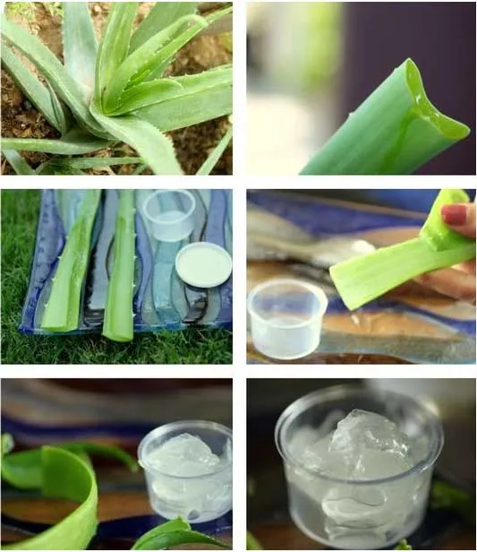 Kolaž ukazující pěstování a domácí využití Aloe Vera.