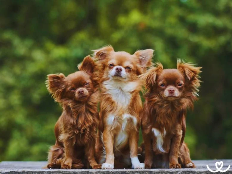 Tři malí chihuahua sedící na dřevěné desce