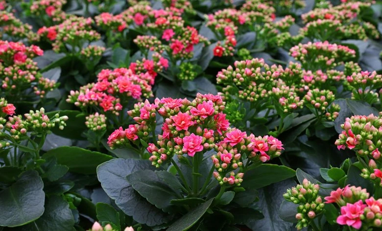Růžové květy kalanchoe s tmavými listy