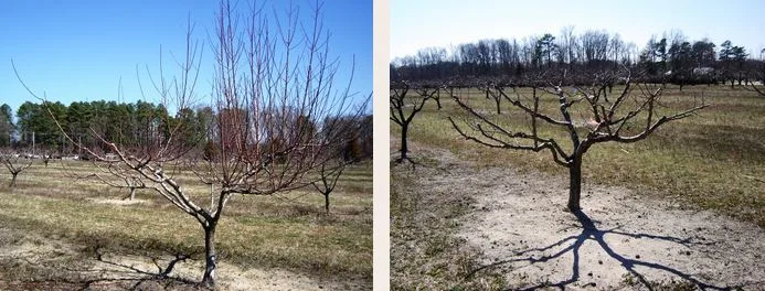 Bare peach trees v jarním ořezu
