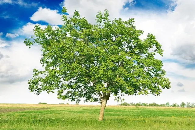Samotný ořešák v zeleném poli pod modrým nebem