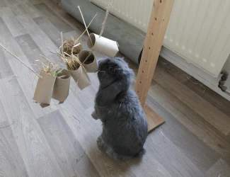 Ryšavý králík hraje s hračkami na podlaze