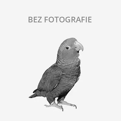 Afrikanští šedí papoušek na bílém pozadí.