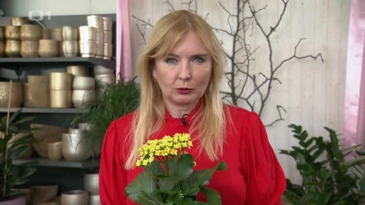 Žena drží kvetoucí kolopejku v interiéru.