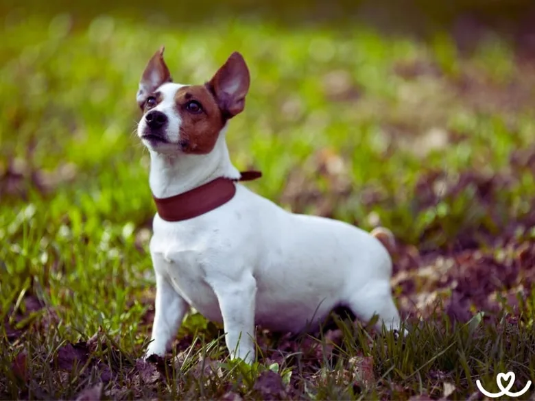 Jack Russell Terrier sedící na trávě