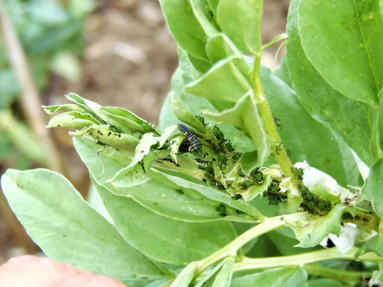 Larva slunéčka sedmitečného na listu