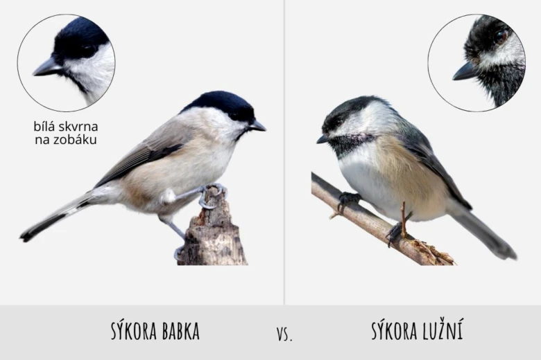 Porovnání sýkor babky a lužní podle bílé skvrny na zobáku.
