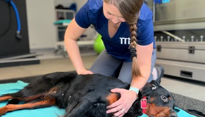 Veterinářka vyšetřuje psa v klinice