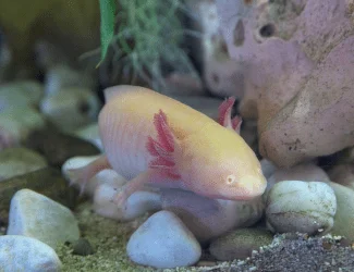 Axolotl plavící se v akváriu s kamínky