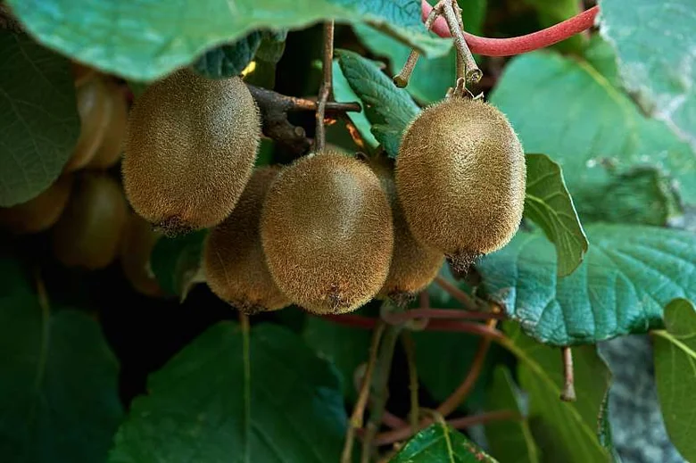 Zralé kiwi plody na větvi keře