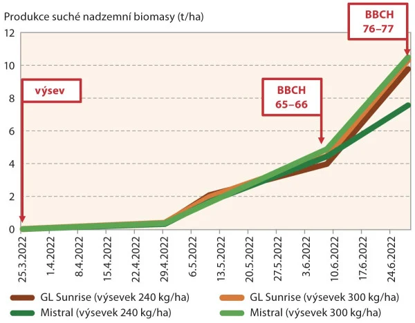 Produkce biomasy bobů podle hustoty výsevu a fáze růstu