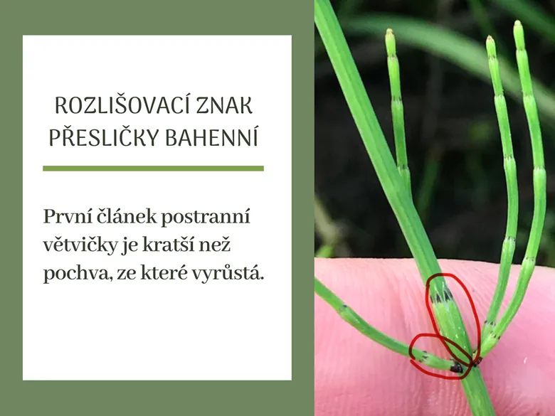 Rozlišovací znak přesličky bahenní – první článek postranní větvičky je kratší než pochva.