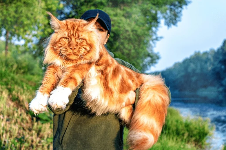 Velká kočka plemene Maine Coon v přírodě