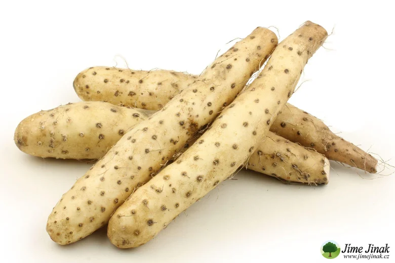 Světlé kořeny na bílém pozadí – přírodní vzhled