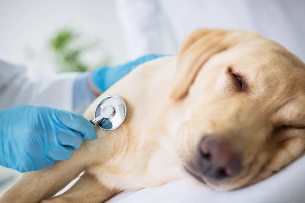 Veterinář zkoumá psa fonendoskopem při vyšetření.