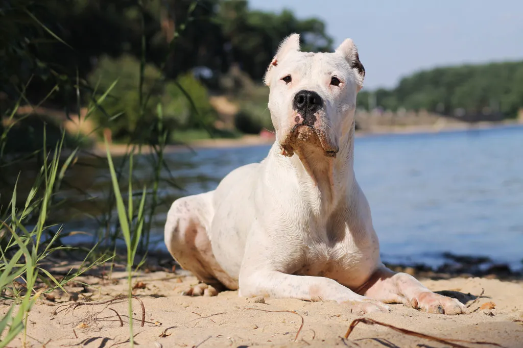Bílý bojový pes Dogo Argentino na pláži