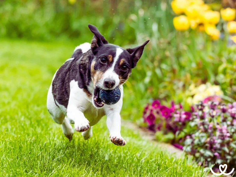 Jack Russell Terrier běží s míčkem v zahradě