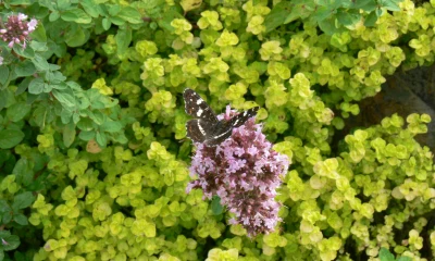 Noční motýli: Jak je přilákat do zahrady efektivně