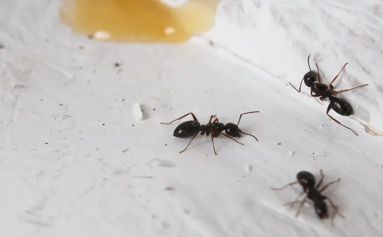 Mravenci na bílém povrchu u medové kapky