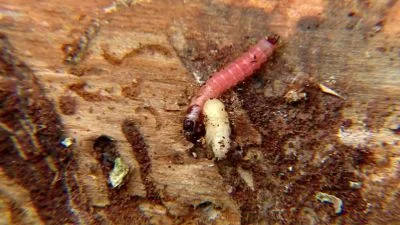Larva skokana ostronosého s kuklou na dřevě.