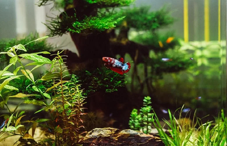 Betta ryba v dekorovaném akváriu s rostlinami