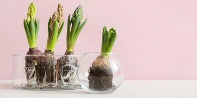 Hyacinty rostoucí v nádobách s viditelnými kořeny.