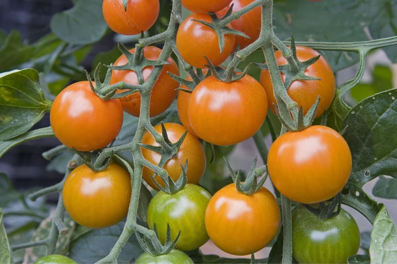 Rajčata na vině v různých fázích zralosti