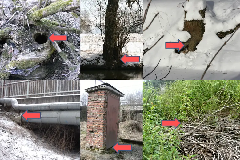 Různé aspekty činnosti evropského bobra v přírodě