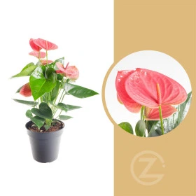 Kvetoucí pokojová rostlina anthurium