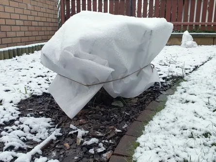 Hortenzie zazimovaná pro zdravý růst