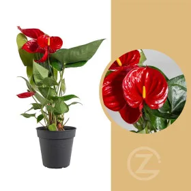 Kvetoucí pokojová rostlina anthurium