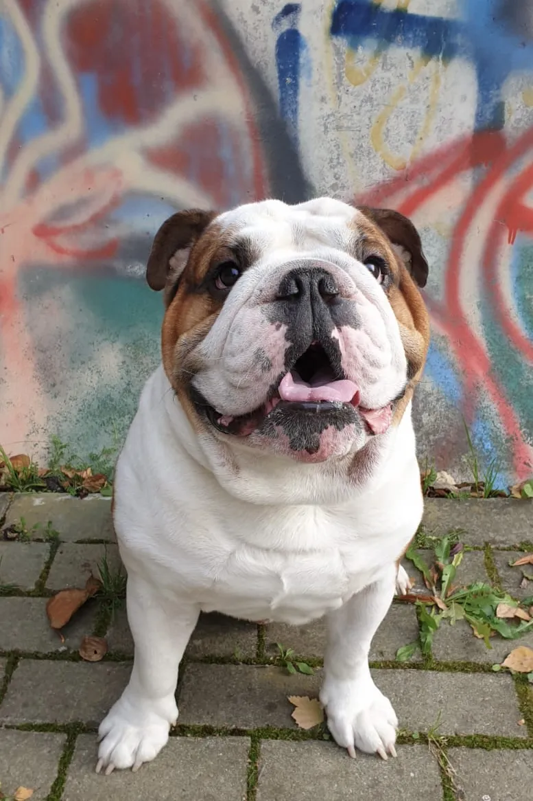 Malý buldoček před graffiti zdí