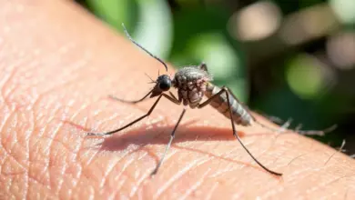 Jaké jsou příčiny a příznaky horečky dengue - ilustrační foto