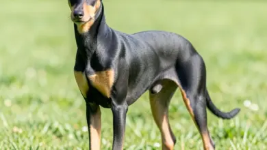 Basenji povaha a péče o plemeno - ilustrační foto