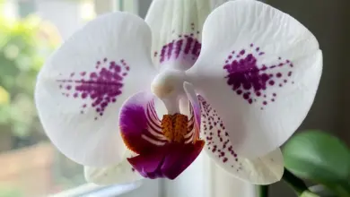 Jak pěstovat můrovec orchidej správně - ilustrační foto