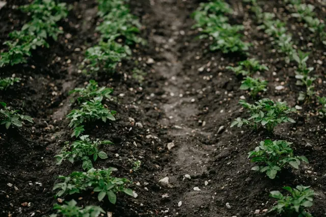 Young potato plants in rows